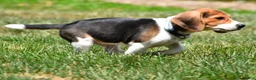 Beagle dogs for sale: Sammy - Ad 8