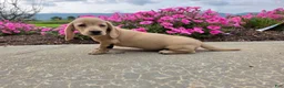 Miniature Dachshund dogs for sale: Harper - Ad 9