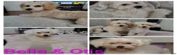 Maltipoo dogs for sale: Grey collar  - Ad 4