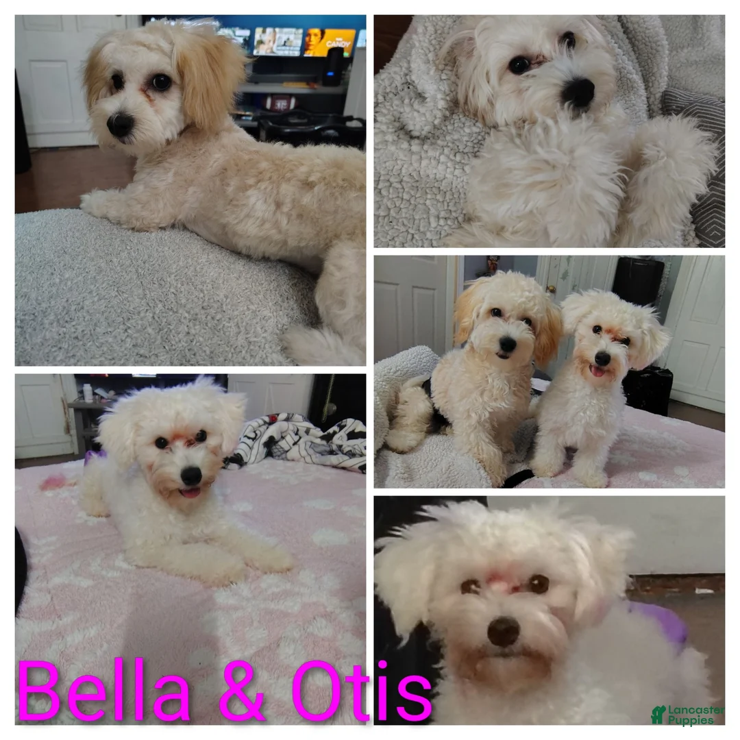 Maltipoo dogs for sale: Grey collar  - Ad 4