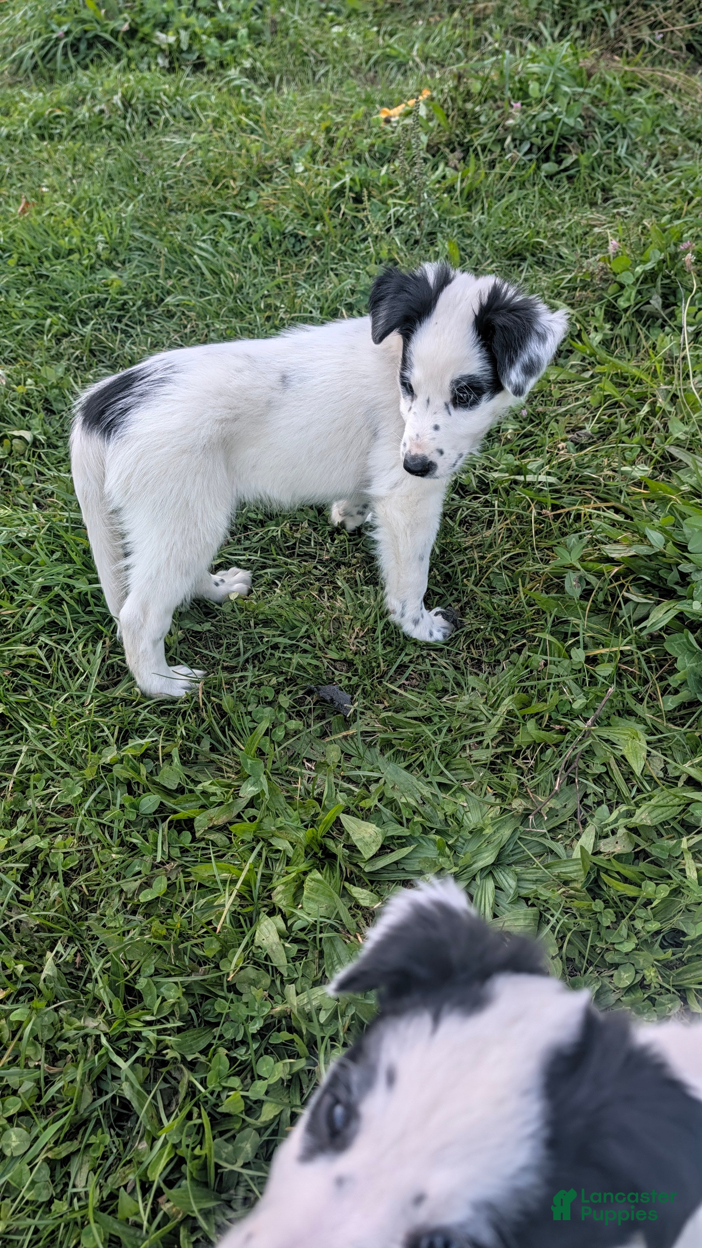 Mixed Breed dogs Moose  - Ad 2
