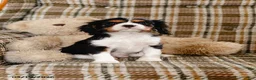 Cavalier King Charles Spaniel dogs for sale: Harold - Ad 6