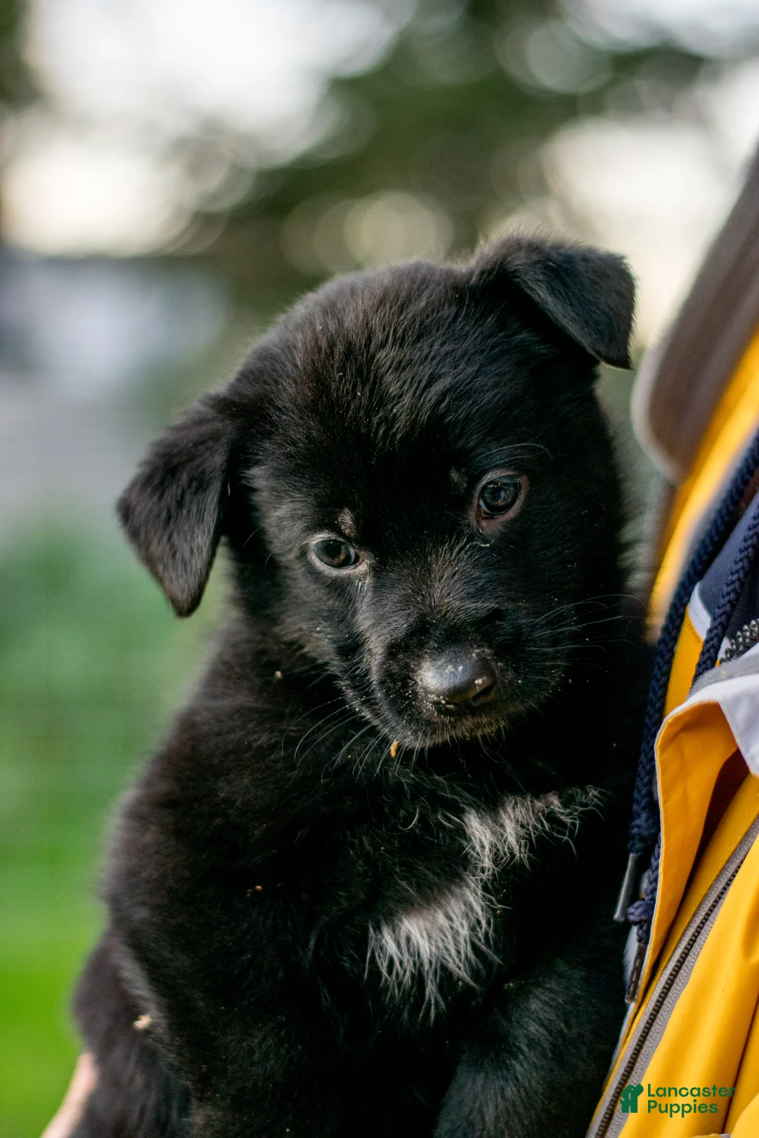 Mixed Breed dogs for sale: Mixed Breed Puppy 1 - Ad 6