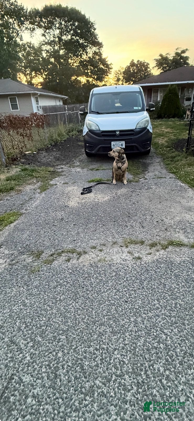 Mixed Breed dogs MISSY - Ad 35