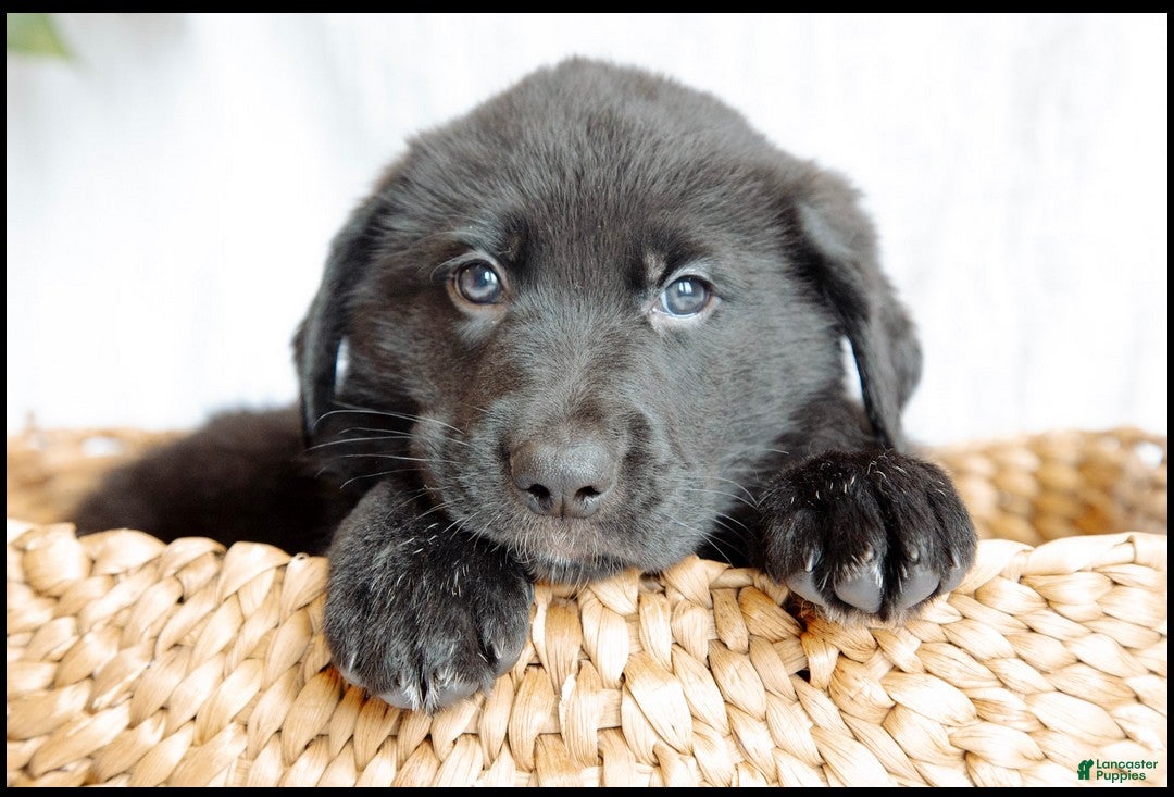 Mixed Breed dogs for sale: Oso - Ad 4