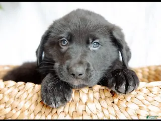 Mixed Breed dogs for sale: Oso - Ad 4