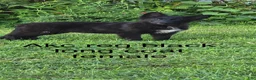 German Shepherd dogs for sale: Aurora  - Ad 13