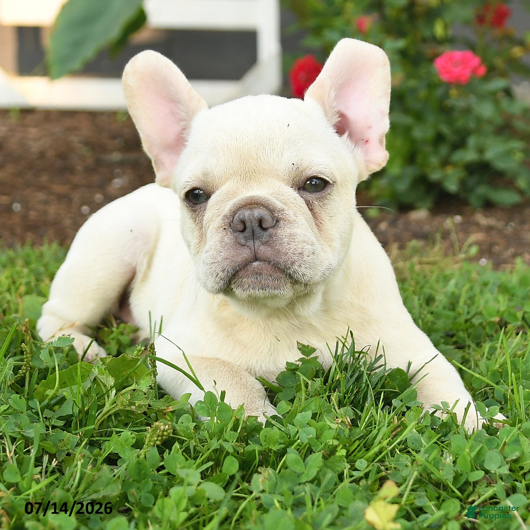 French Bulldog dogs Leo - Ad 2