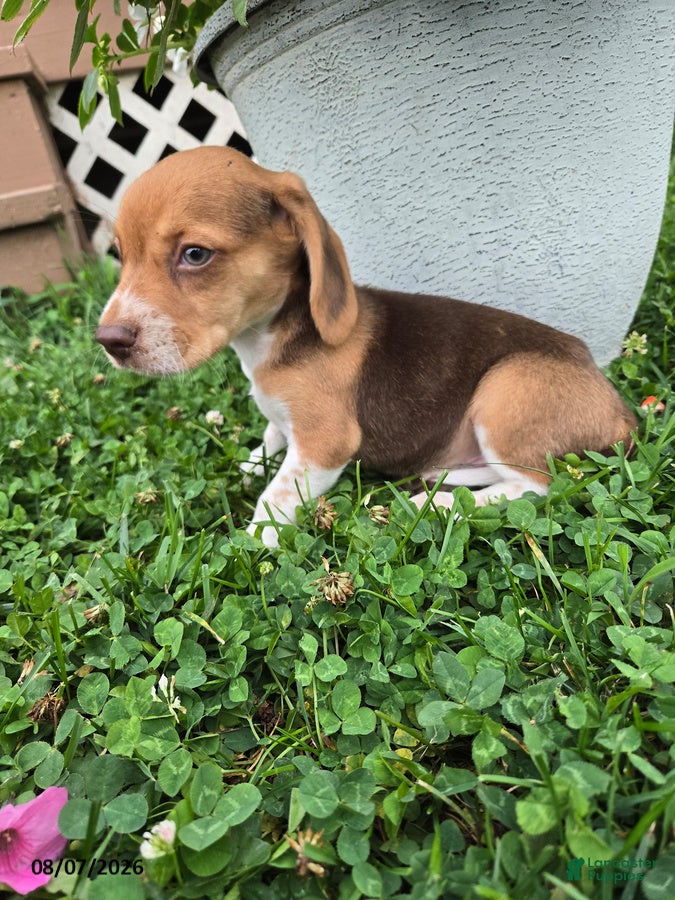 Beagle dogs Pippin - Ad 2