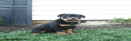 Rottweiler dogs for sale: Charlie Brown - Ad 3