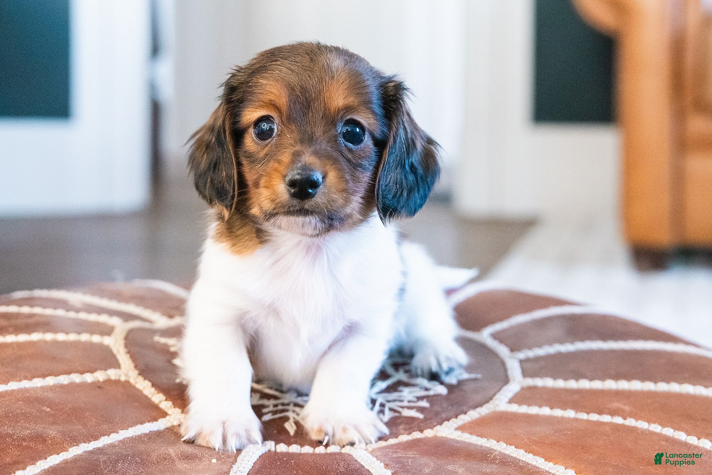 Miniature Dachshund dogs Bratwurst McSniffington - Ad 2