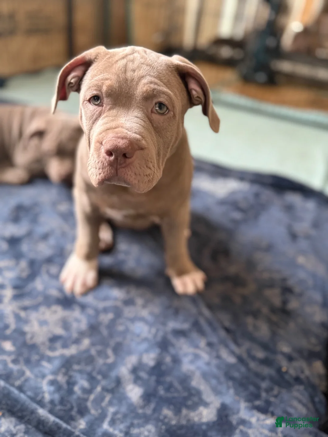 American Bully dogs for sale: American Bully 1 - Ad 2