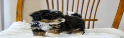 Mini Bernedoodle dogs for sale: Sadie  - Ad 9