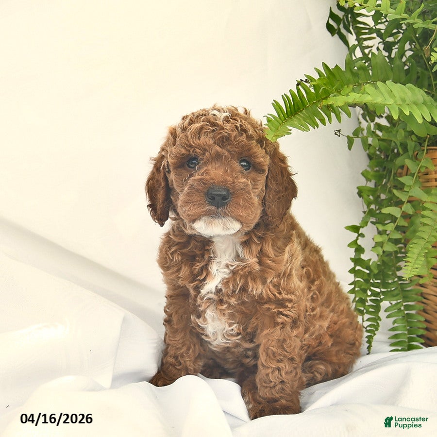 Miniature Poodle dogs Christopher  - Ad 1