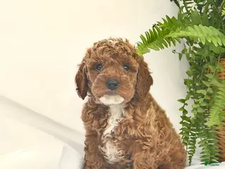 Miniature Poodle dogs for sale: Christopher - Ad 2