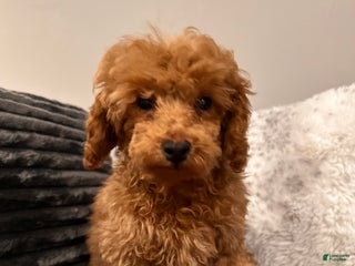 Toy Poodle dogs Romeo-POTTY & CRATE TRAINED - Ad 11