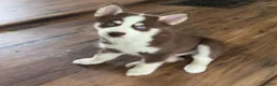 Pomsky dogs for sale: Bear - Ad 4