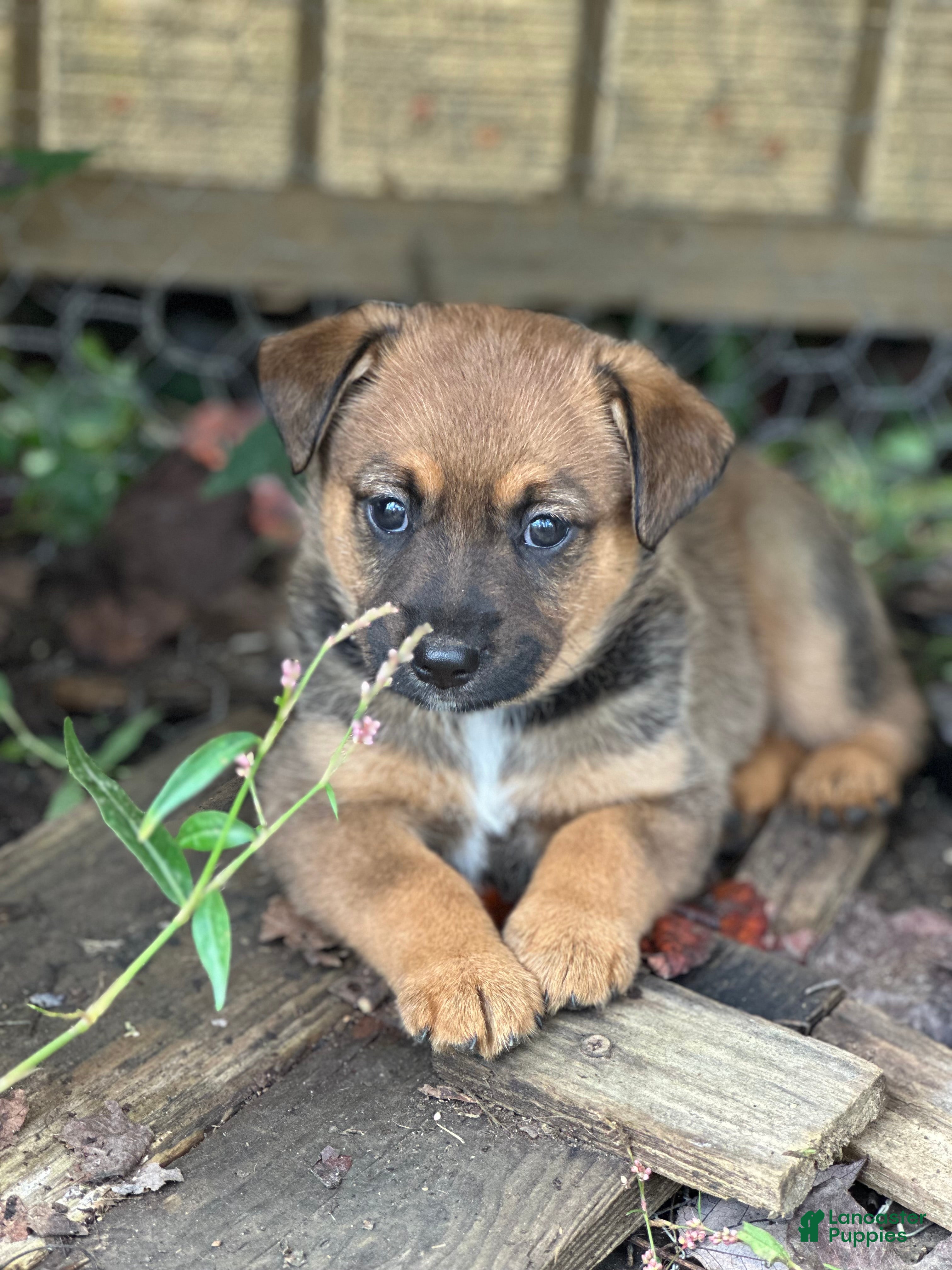 Mixed Breed dogs Bear - Ad 14