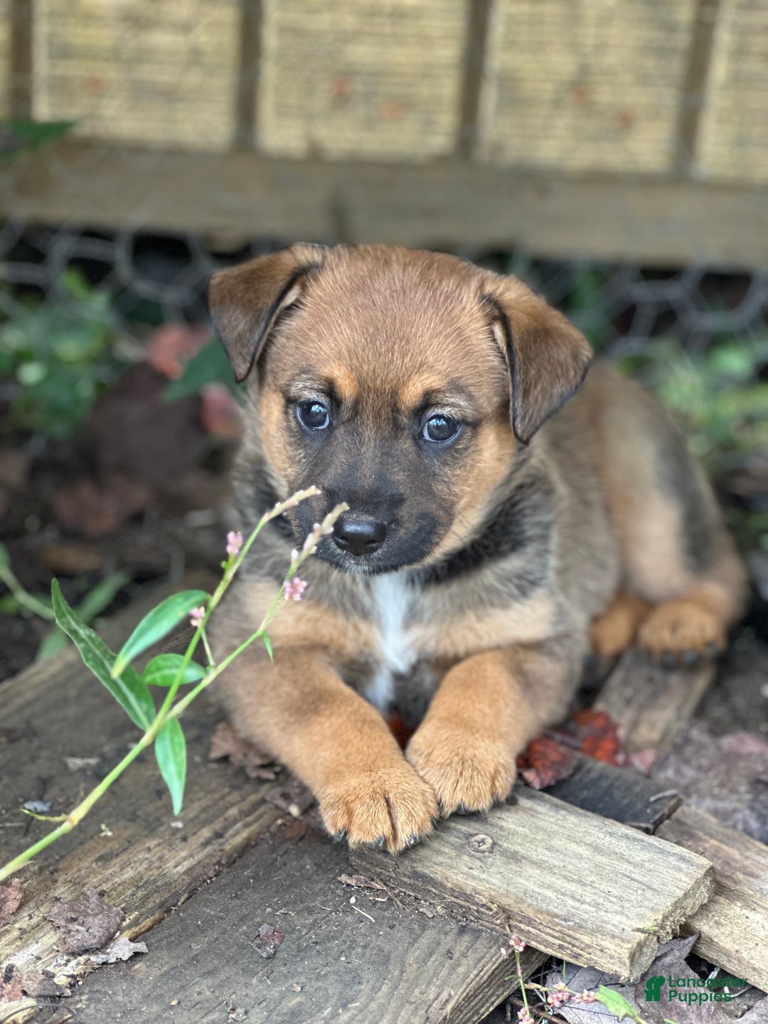 Mixed Breed dogs for sale: Bear - Ad 1