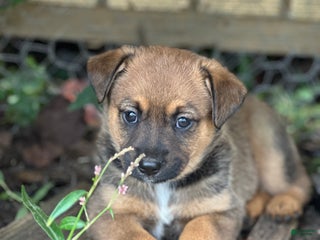Mixed Breed dogs Bear - Ad 26