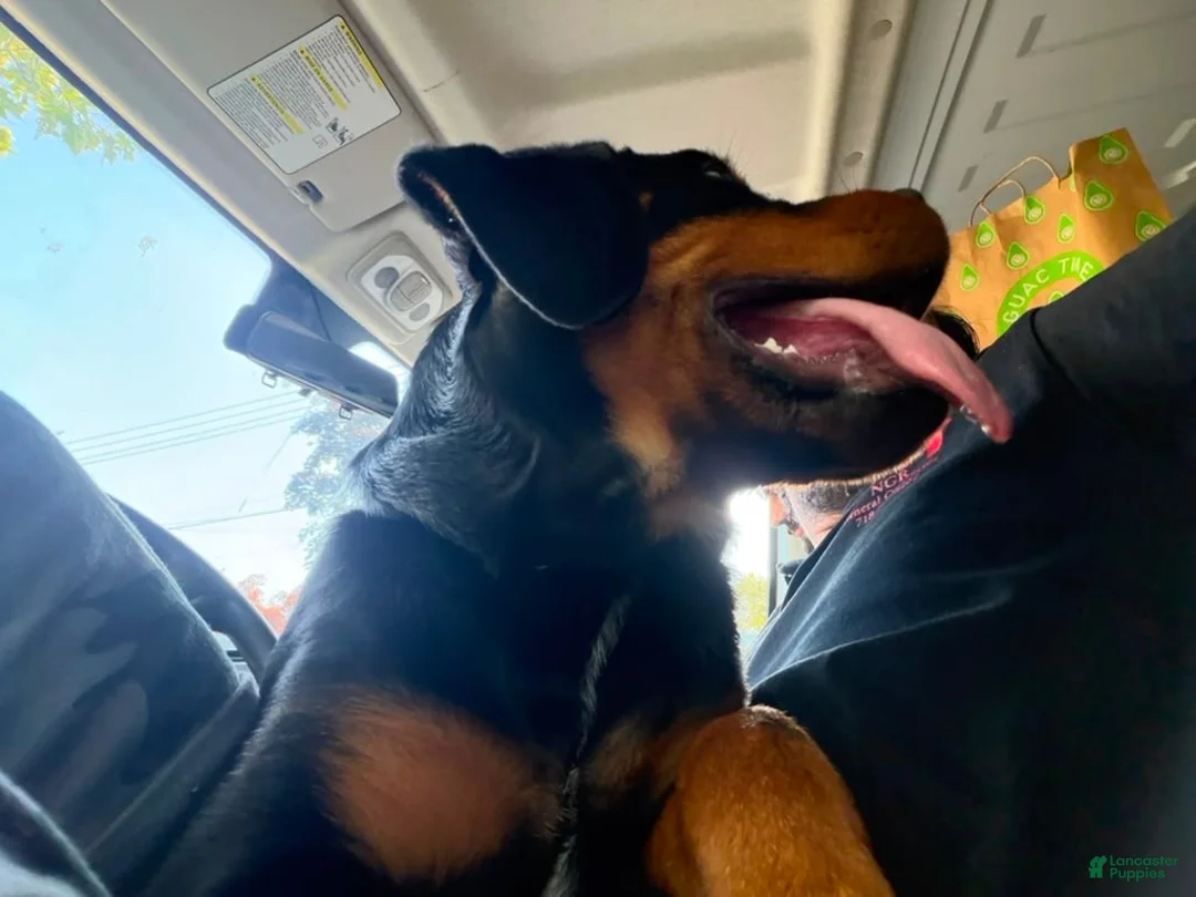Rottweiler dogs for sale: Rottweiler 1 - Ad 8