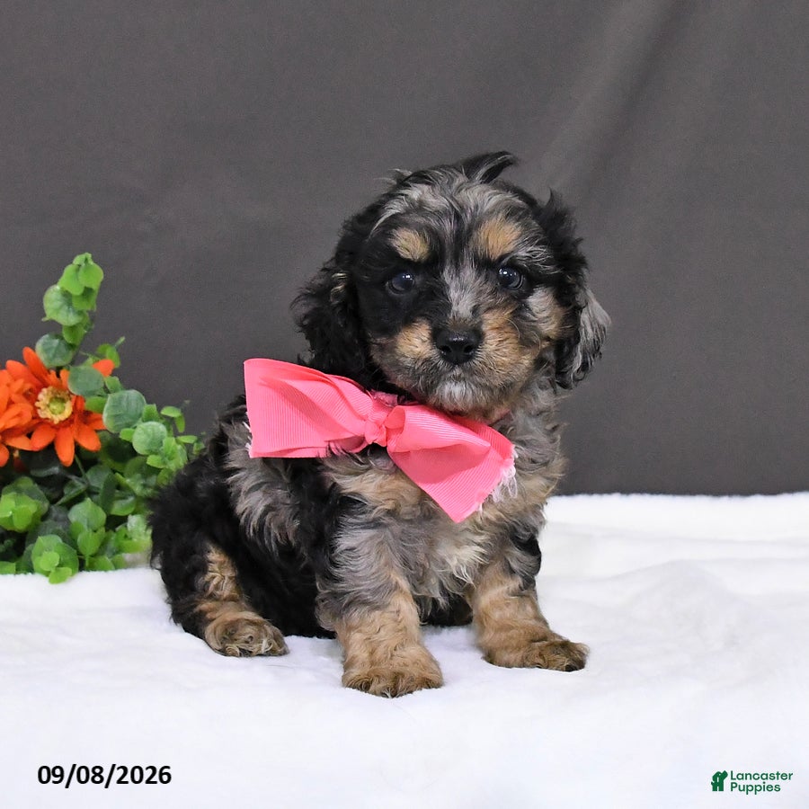 Cavapoo dogs Daisy - Ad 2