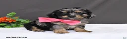 Cavapoo dogs for sale: Daisy - Ad 2