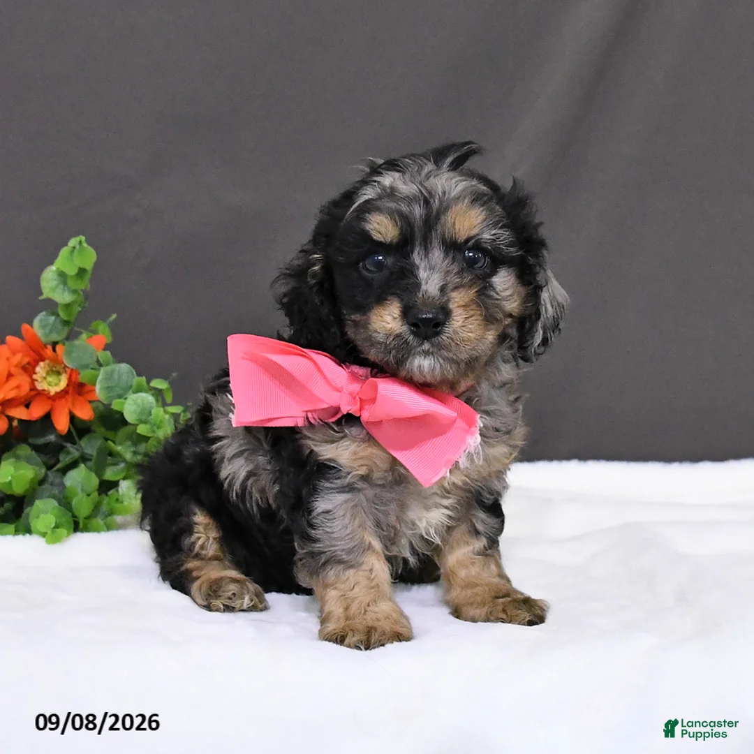 Cavapoo dogs for sale: Daisy - Ad 2