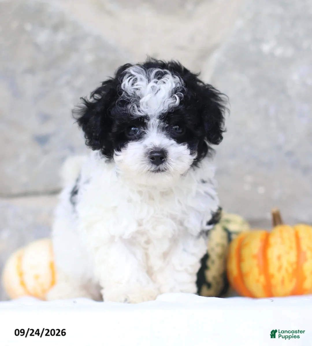 Toy Poodle dogs for sale: Calvin - Ad 1