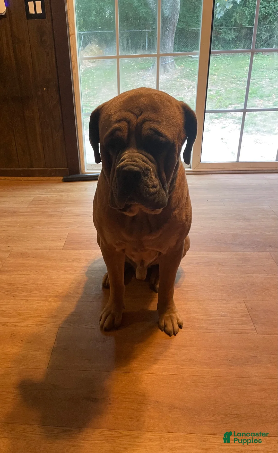 Cane Corso dogs for sale: Cane Corso 2 - Ad 5