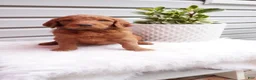 Goldendoodle dogs for sale: Pickles  - Ad 7