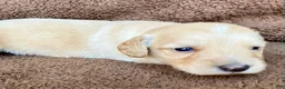 Miniature Dachshund dogs for sale: BROWNIE THE TOUCHDOWN SUPERSTAR - Ad 3