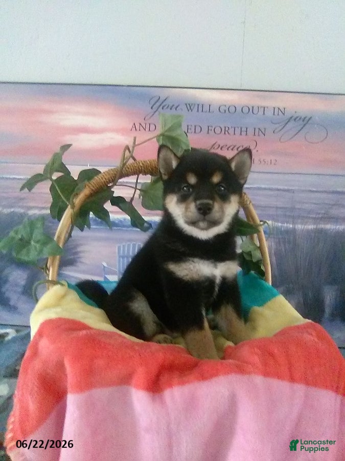 Shiba Inu dogs Bethany - Ad 1
