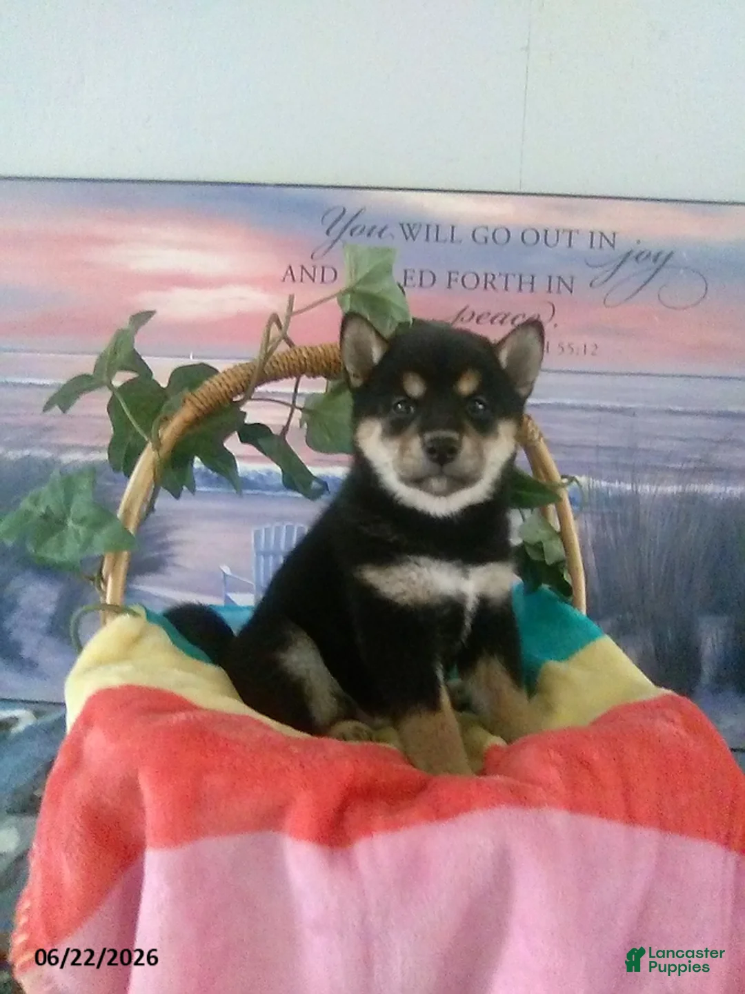 Shiba Inu dogs for sale: Bethany - Ad 1
