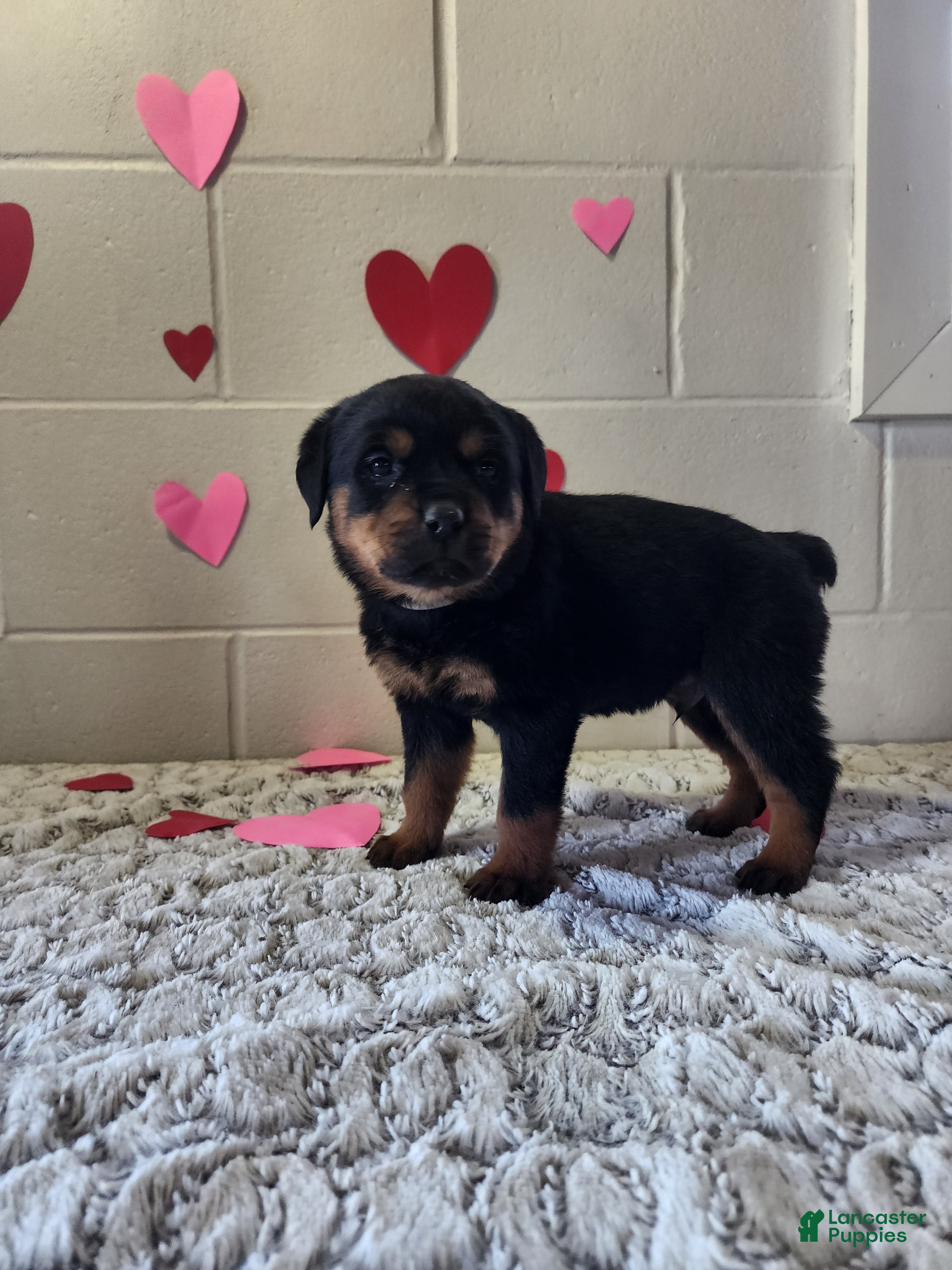 Rottweiler dogs Buddy - Ad 1