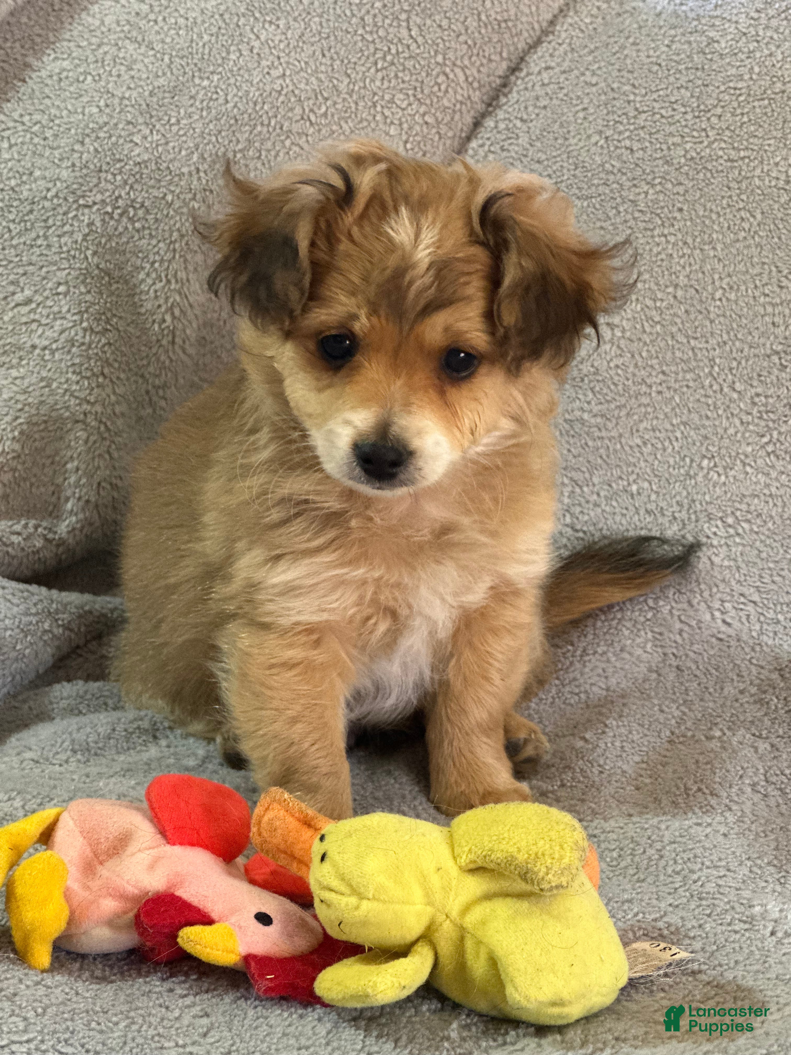 Yorkiepoo dogs Yorkiepoo Puppy 1 - Ad 1