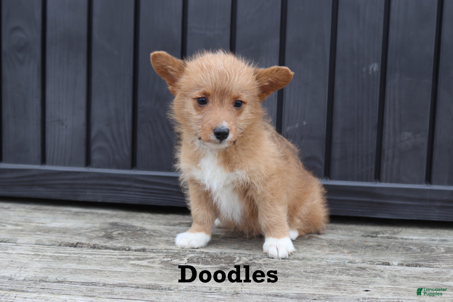 Corgipoo dogs Doodles - Ad 2