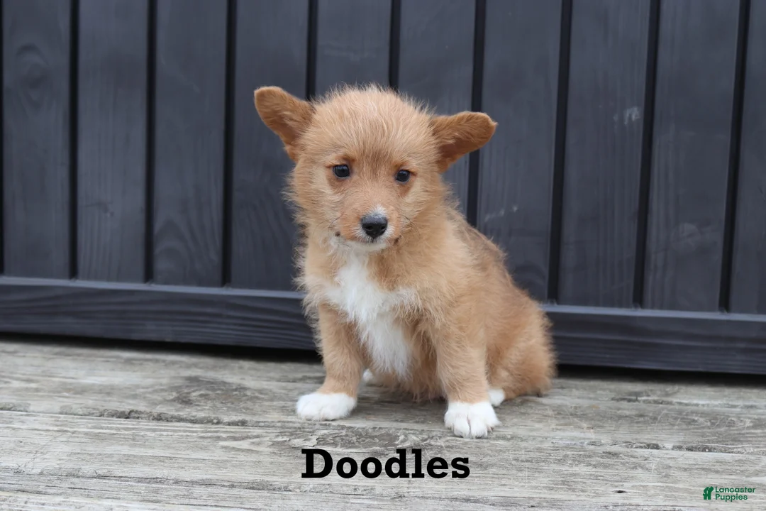 Corgipoo dogs for sale: Doodles - Ad 2