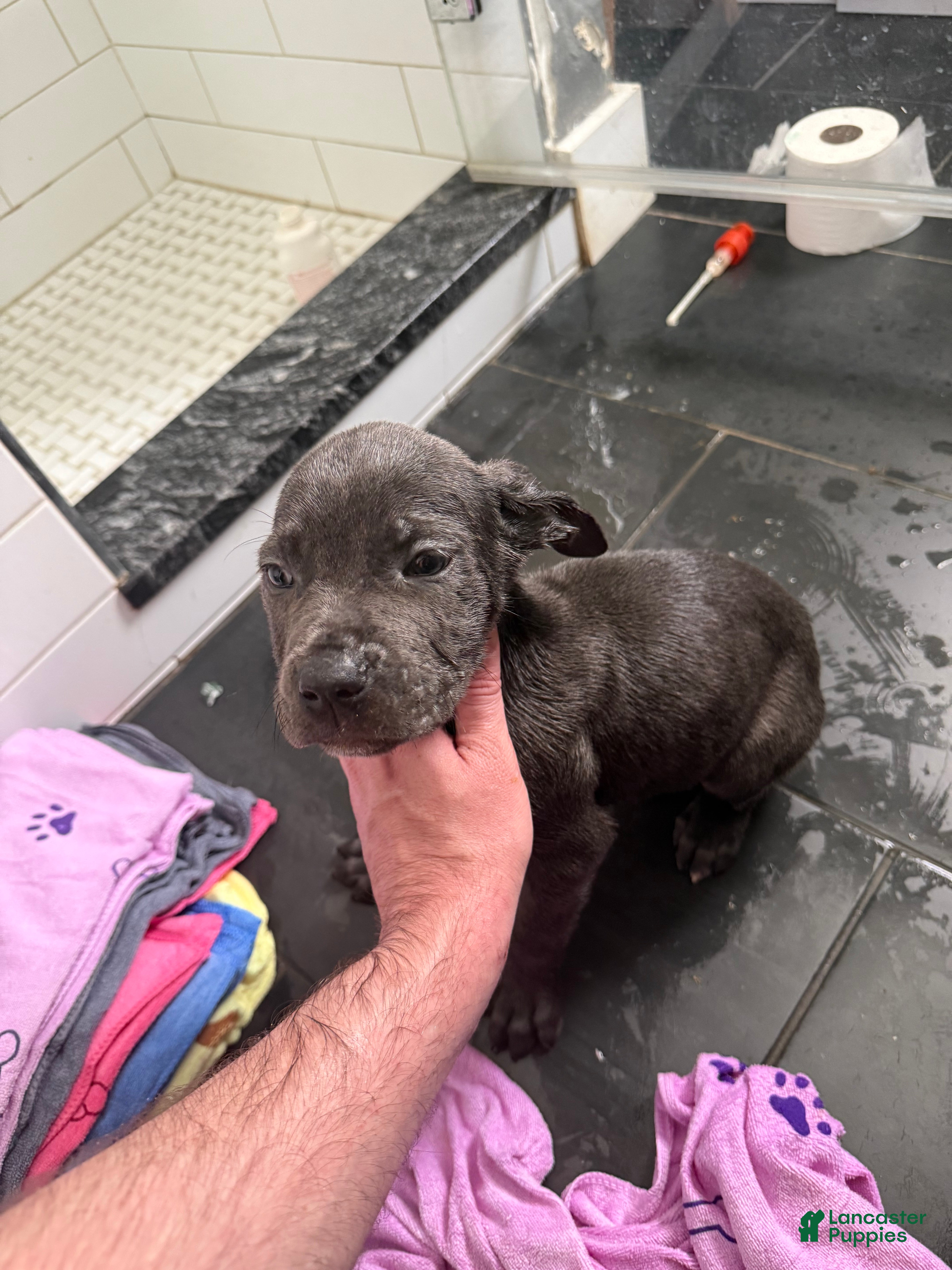 Cane Corso dogs Cane Corso Puppy 5 - Ad 2