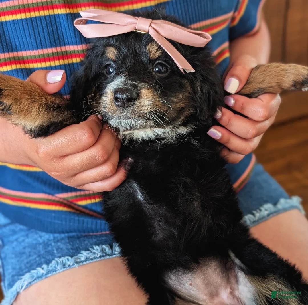 Mixed Breed dogs for sale: Mixed Breed Puppy 6 - Ad 4