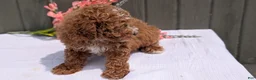 Miniature Poodle dogs for sale: Ruby - Ad 4
