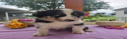 Australian Shepherd dogs for sale: Charlie - Ad 1