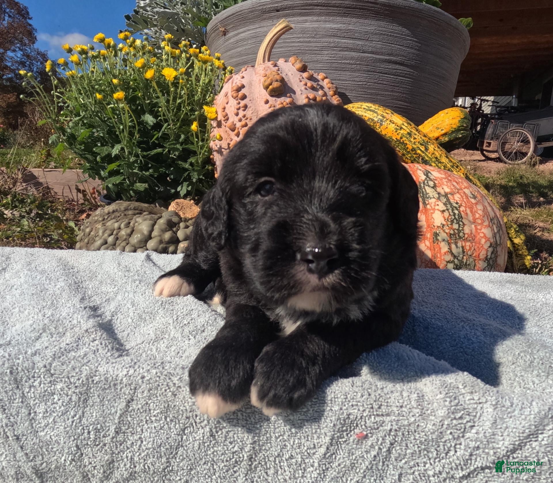 Bernedoodle dogs for sale: Acacia - Ad 1