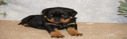 Rottweiler dogs for sale: Bear - Ad 3