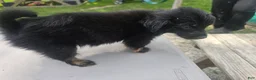 Pomchi dogs for sale: Mittens - Ad 9
