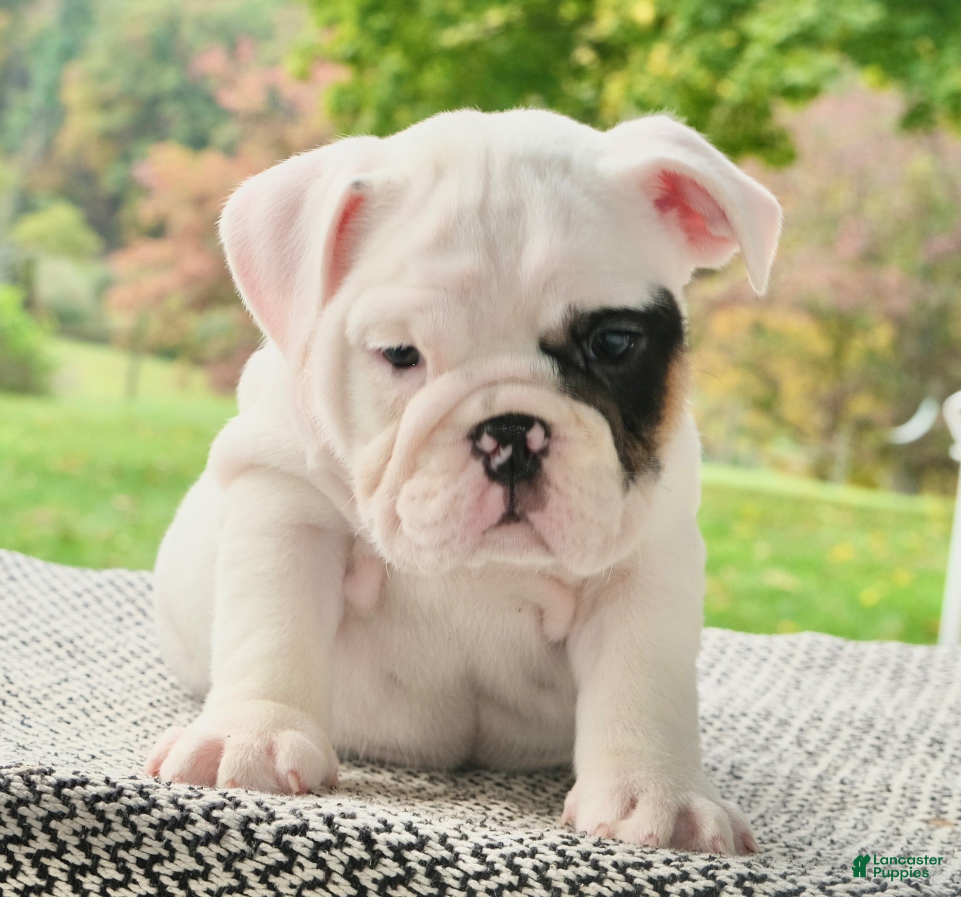 English Bulldog dogs Mia - Ad 2