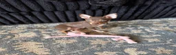 Chihuahua dogs for sale: Chihuahua 1 - Ad 4