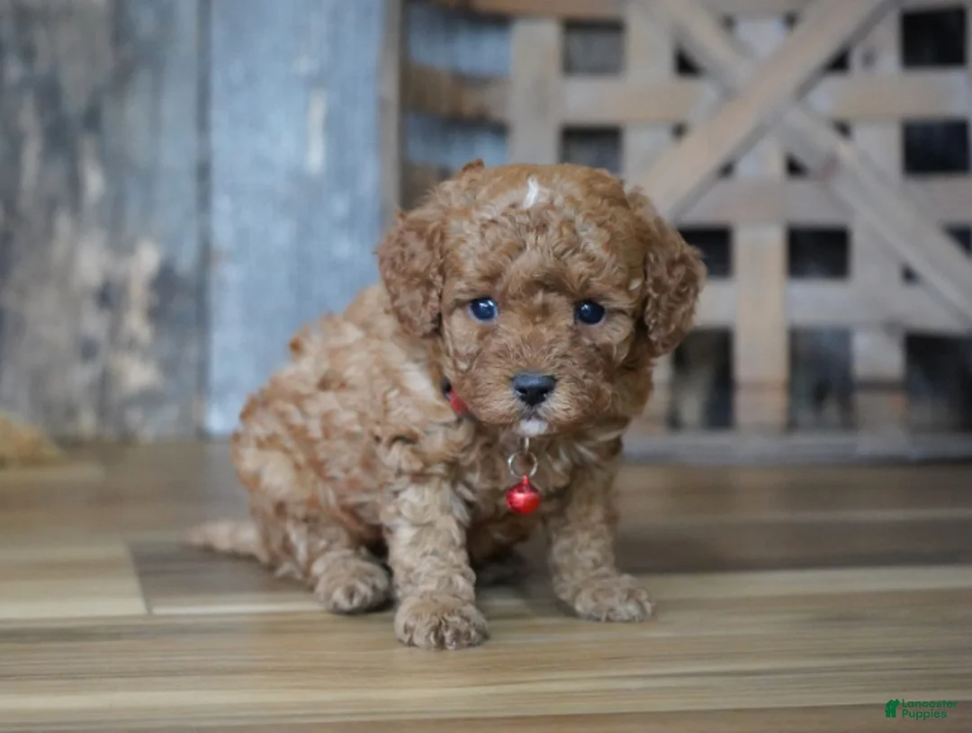 Cavapoo dogs for sale: Cupcake - Ad 2