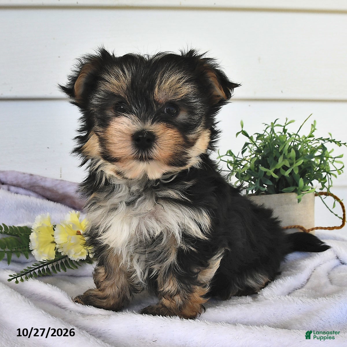 Morkie dogs for sale: Macey  - Ad 1