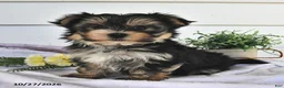 Morkie dogs for sale: Macey  - Ad 1
